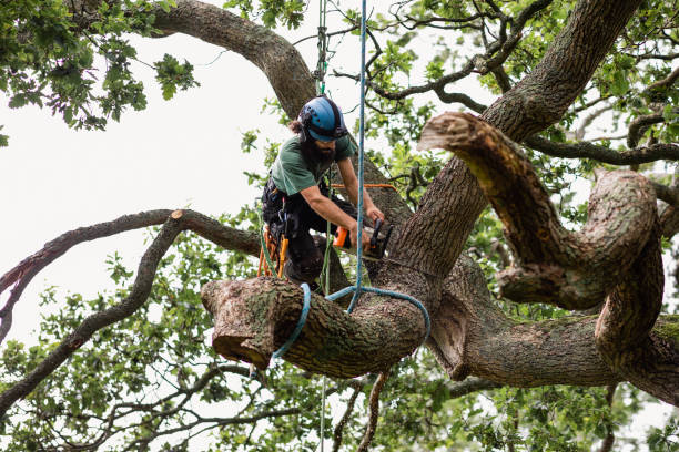 Best Seasonal Cleanup (Spring/Fall)  in Corbin, KY